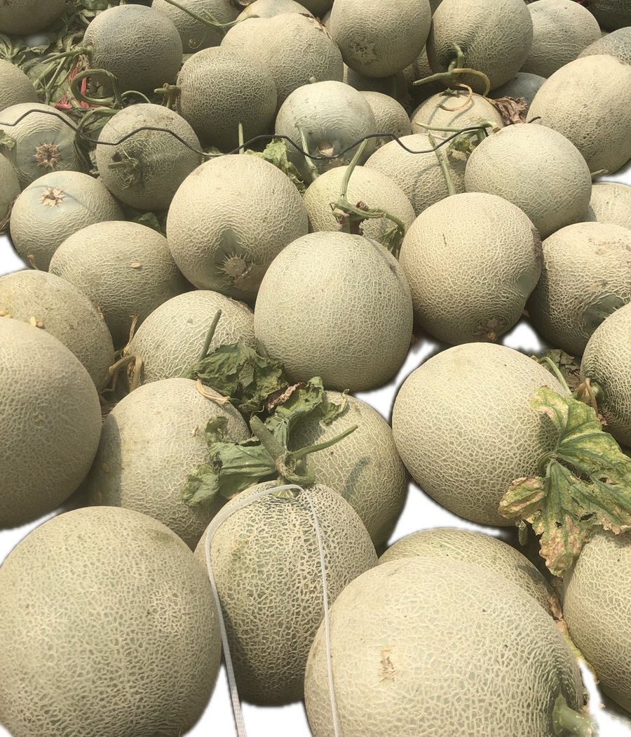 Freshly harvested netted muskmelons