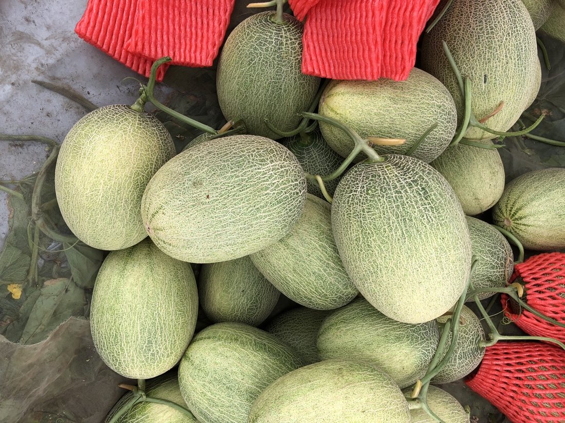 Melons being packed with protective foam nets
